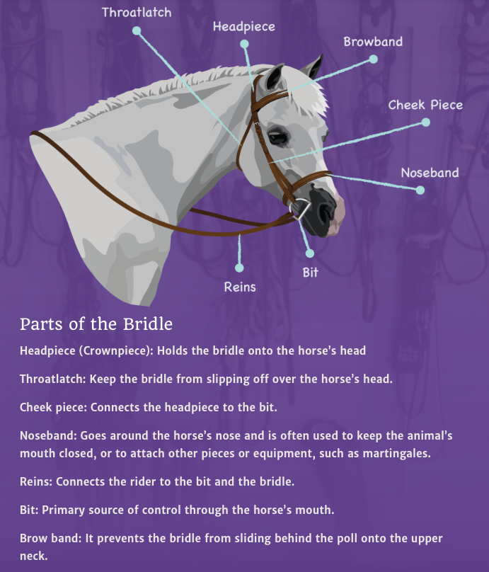 Horse tack – The English and French Academy